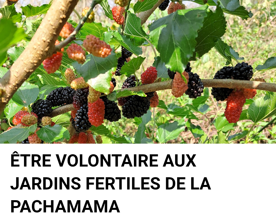 Groupe Facebook ÊTRE VOLONTAIRE AUX JARDINS FERTILES DE LA PACHAMAMA