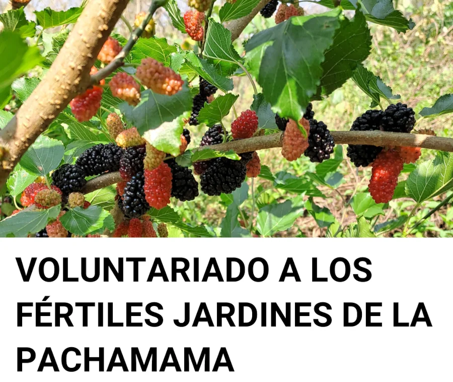 Grupo Facebook VOLUNTARIADO A LOS FÉRTILES JARDINES DE LA PACHAMAMA