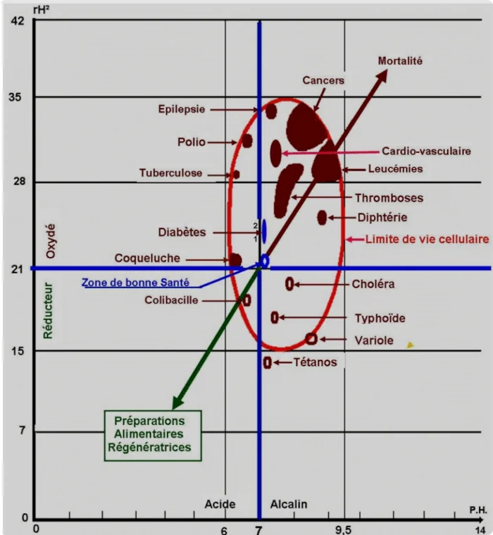 Schéma de la bioélectronique de vincent